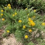 Adenocarpus hispanicus ᱛᱟᱦᱮᱸ