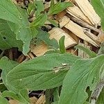 Symphyotrichum dumosum Blatt