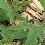 Symphyotrichum dumosum Leaf