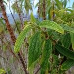 Boehmeria pendulifloraFulla