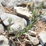 Centaurea melitensis Облик