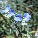 Commelina virginica Floro