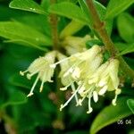 Lonicera ligustrina Цветок