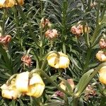 Lilium pyrenaicum عادت