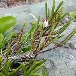 Cassiope mertensiana 葉
