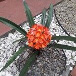 Clivia nobilisFlor