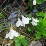Linnaea borealis ফুল