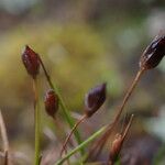 Juncus duthiei Habitat