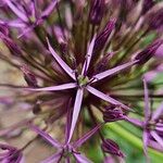 Allium cristophii Çiçek