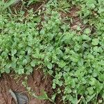 Microtea debilis 形態