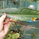 Anthurium hacumense Λουλούδι