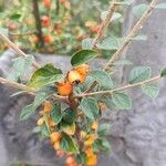 Cotoneaster simonsii Fulla