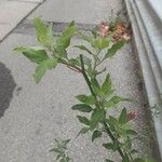 Chenopodium vulvaria Leaf