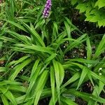 Dactylorhiza elata Habitat