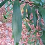 Acacia spirorbis Leaf