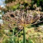 Peucedanum officinale Meyve