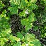 Rubus saxatilis Облик