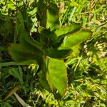 Kalanchoe densiflora Fuelha