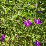 Legousia speculum-veneris Flower