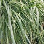 Panicum virgatum Blatt