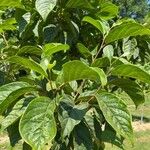 Pterostyrax corymbosus List