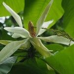 Magnolia fraseri Floare