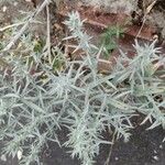 Artemisia ludoviciana 葉