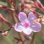 Limonium insigne Flor