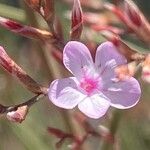 Limonium insigne