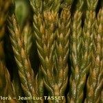 Lycopodium × oellgaardii Other