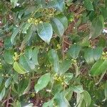 Ficus pertusa Fruit