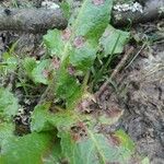 Rumex × acutus Leaf