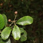 Davilla nitida Meyve