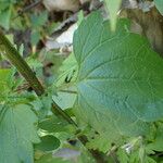 Scrophularia peregrina Leaf