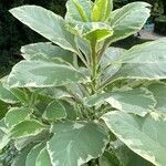 Nicotiana tomentosa Folha