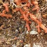 Selaginella helvetica ഇല