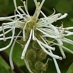 Fothergilla latifolia ফুল
