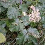 Angelica sylvestris Leaf