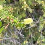 Acacia verticillata Flower