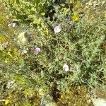 Echium angustifolium Habit