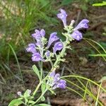 Scutellaria integrifolia Květ