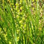 Carex divulsa Fleur