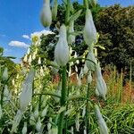 Ornithogalum candicans Flor
