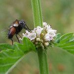 Lycopus europaeus Flower