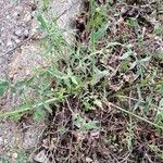 Sisymbrium altissimum Leaf