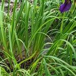 Iris chrysographes Folha