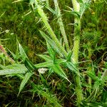 Cirsium vulgare Лист