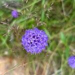 Scabiosa canescens Blüte