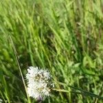 Dalea candida Flower