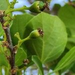 Cordia myxa Fruit